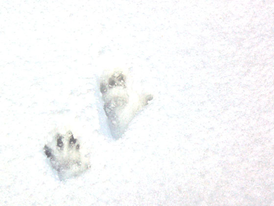 雪に足跡